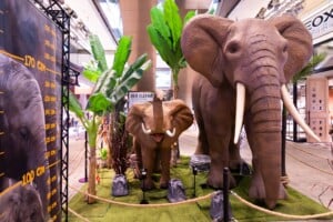 Big Five Ausstellung